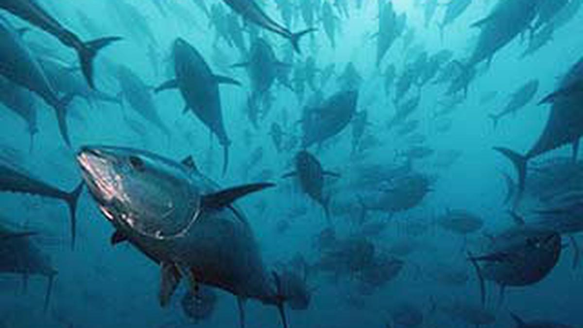 Tuna Raksasa Jepang Dilelang
