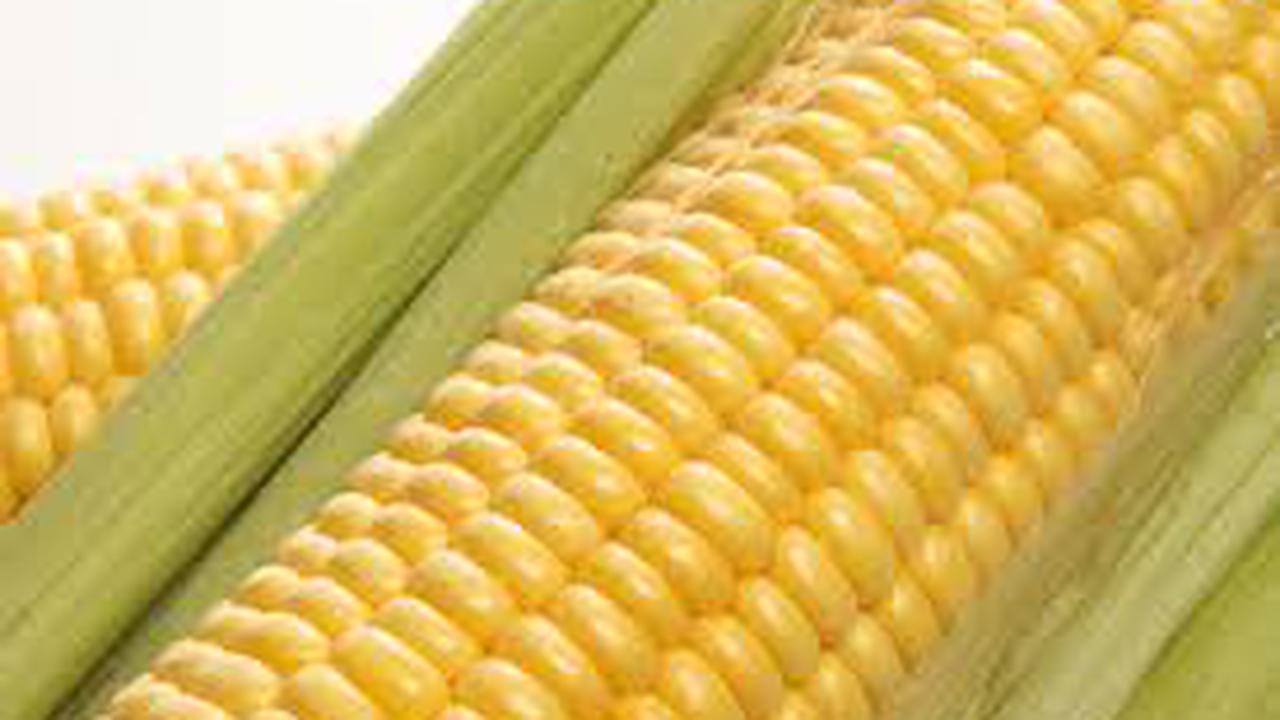 6 Ragam Manfaat Jagung Manis