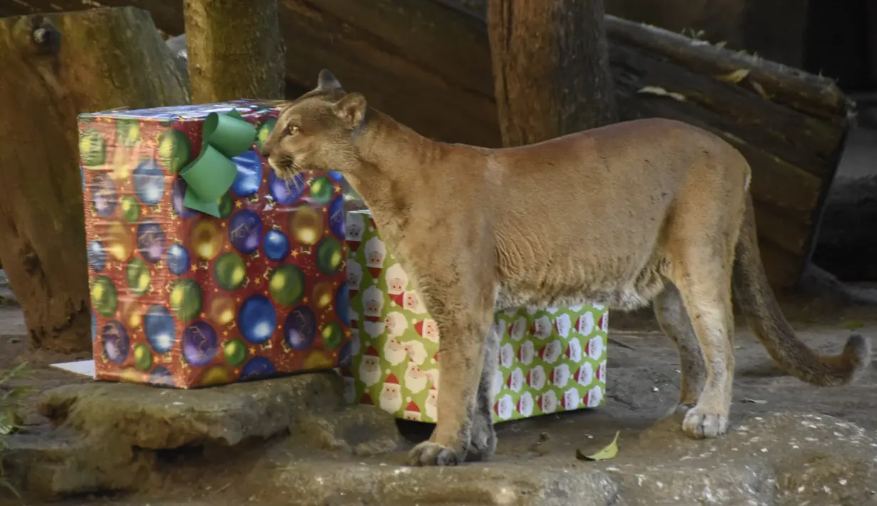 Cougar (Puma concolor) melihat hadiah dengan makanan yang dibawa oleh pengunjung sebagai bagian dari tradisi Natal di Kebun Binatang La Aurora, Kota Guetemala, Selasa (20/12/2022). Kegiatan ini juga bertujuan untuk ntuk menyemarakkan hari para satwa dan masyarakat yang berkunjung ke tempat tersebut. (Orlando ESTRADA / AFP)
