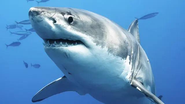 003296000_1467196203-shark-intelligence-2a-550x350.jpg (640×360)