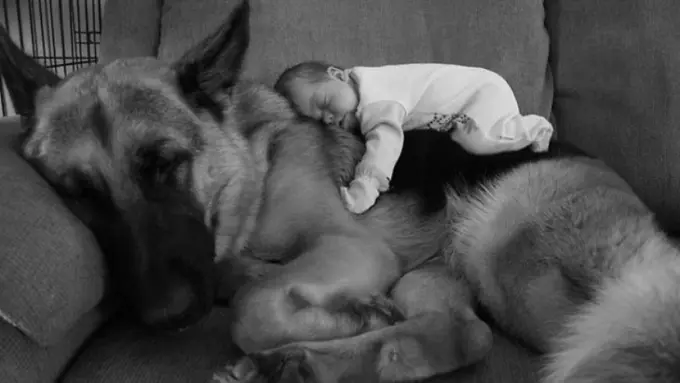 18 Foto yang Buktikan Kalau Anjing Juga Sahabat Anak dan Bayi