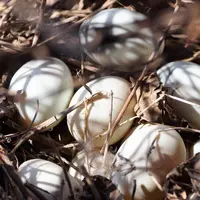 Ilustrasi telur bebek (dok. Pixabay.com/ivabalk)