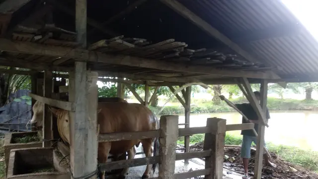 Sapi kurban Jokowi di Kendari, saat dimandikan.(Liputan6.com/Ahmad Akbar Fua)