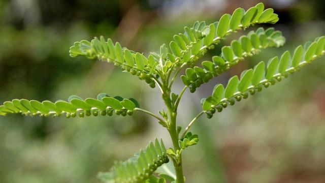 [Bintang] Daun meniran