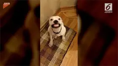 Anjing ini sadar kamera dan memberikan ekspresi menggemaskan kepada majikannya. Apalagi saat sang majikan mengatakan 'cheese'.