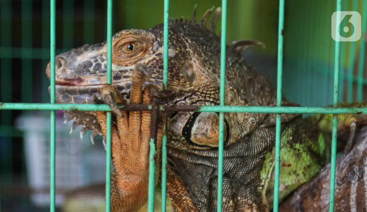 Hewan Iguana terlihat di Pasar Hewan Barito, Kebayoran Baru, Jakarta, Senin (24/10/2022). Sebanyak 85 kios di Pasar Hewan Barito kembali beroperasi setelah rampung direnovasi selama lima bulan untuk memberikan kenyamanan bagi pedagang dan pembeli. (Liputan6.com/Herman Zakharia)