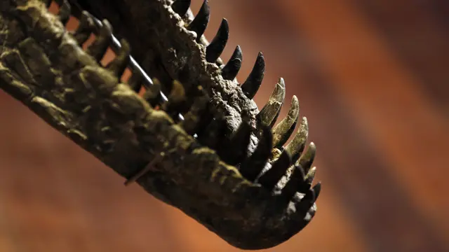 FOTO: Kerangka Dinosaurus Allosaurus Siap Dilelang di Prancis