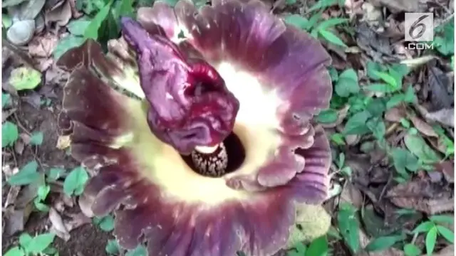 VIDEO: 7 Bunga Bangkai Tumbuh di Bone