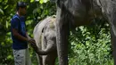 Bayi gajah Sumatra berusia dua tahun diperiksa pawang dari Unit Respons Konservasi Trumon di Trumon, Aceh Selatan (10/1). Periode kehamilan untuk bayi gajah sumatera adalah 22 bulan dengan umur rata-rata sampai 70 tahun. (AFP Photo/Chaideer Mahyuddin)