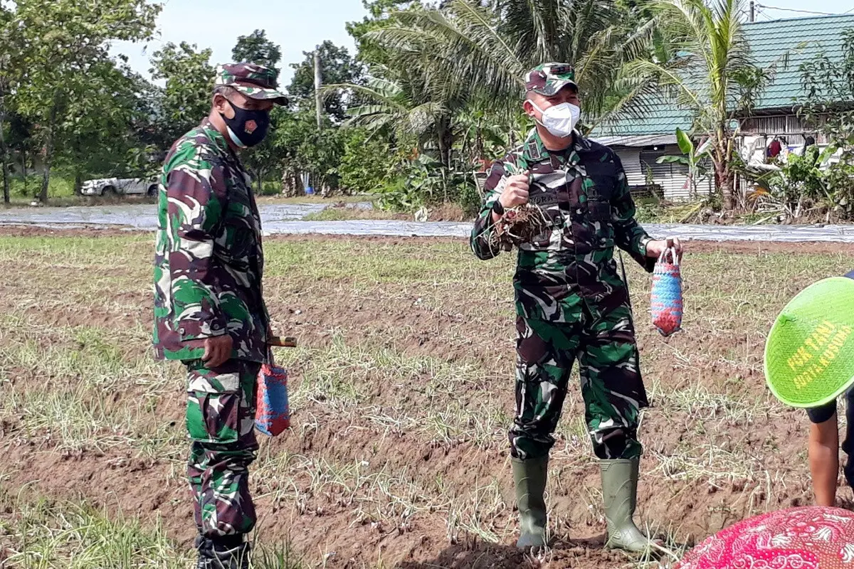 Panen raya bawang merah di lahan Batalyon Infantri 405/Surya Kusuma, Wangon, Banyumas, Jawa Tengah, Kamis (4/2/2021). (Foto: Liputan6.com/Muhamad Ridlo)