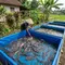 8 Cara Membuat Kolam Lele dari Terpal Tanpa Cor, Sebuah Panduan Budidaya Praktis hanya dari Rumah