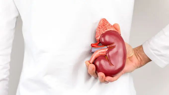 Mengungkap Efek Donor Ginjal bagi Kesehatan