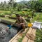 9 Ikan Air Tawar yang Cocok Dipelihara untuk Persediaan Makan Harian, Kaya Gizi