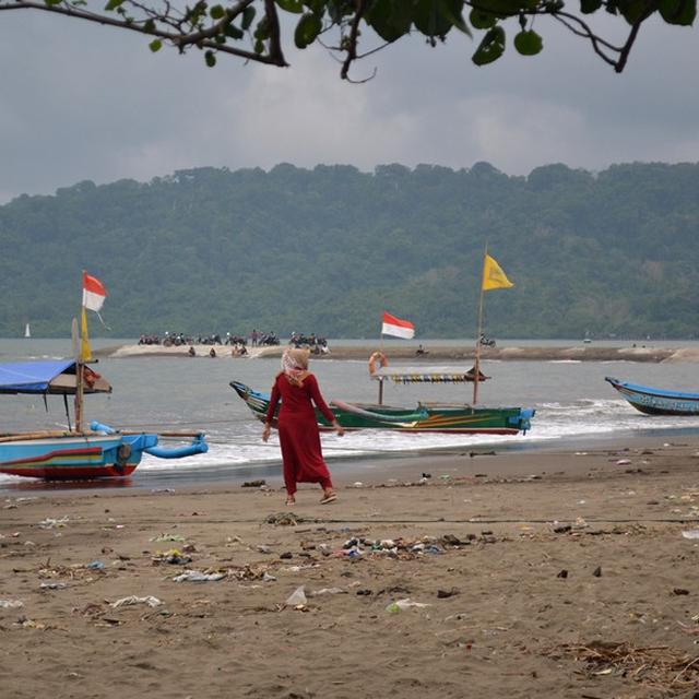Pantai Kebumen Dan Cilacap Diserbu Ubur Ubur Api Regional