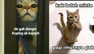 6 Meme Lucu Kucing Ini Bikin Geregetan, Cocok Buat Stiker WhatsApp (IG/rieztz)
