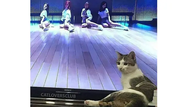 Ilusi Optik 6 Kucing di Depan TV Ini Bikin Geleng Kepala