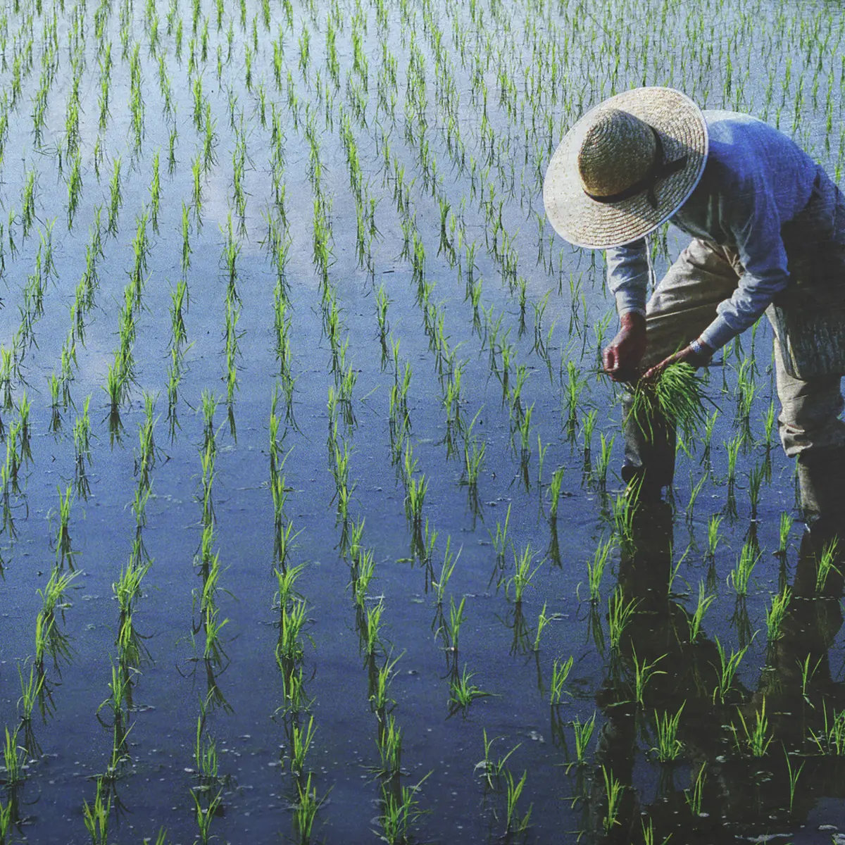 Mengungkap Makna Mendalam Di Balik Arti Mimpi Menanam Padi