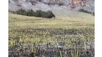 Usai Dibuka Kembali Setelah Kebakaran, Savana di Kawasan Gunung Bromo Mulai Menghijau Kembali. foto: Instagram @dolan.malang