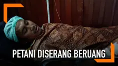 Seorang petani karet secara mengejutkan diserang dua beruang madu yang tiba-tiba muncul.