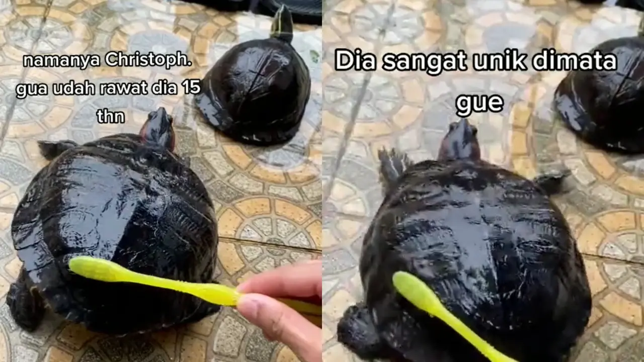 Seekor kura-kura asyik bergoyang saat mandi.