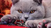 Gambar kucing British Shorthair (Sumber: Pixabay/Uschi Leonhartsberger)