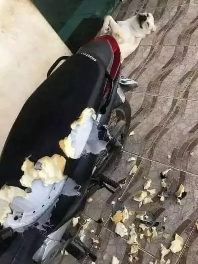 Kumpulan Potret Mobil dan Motor yang Kena Sial saat Parkir (ist)