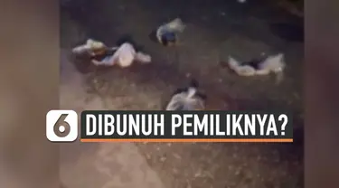 Puluhan bangkai kucing ditemukan di jalanan kota Banjarmasin. Kasus ini langsung ditangani polisi karena ada dugaan kucing-kucing tersebut sengaja dibunuh pemiliknya.