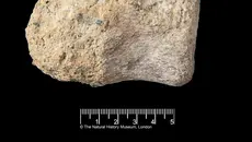 Fosil Dinosaurus Langka dari Antartika Ditemukan di Dalam Laci