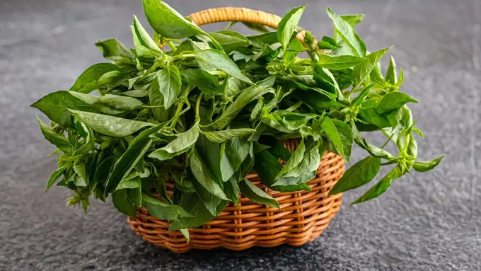 daun kemangi