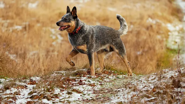 Australian Cattle Dog