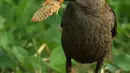 Seekor burung menggunakan paruhnya untuk menaruh jangkrik yang baru saja berganti kulit sebelum memakannya di Takoma Park, Maryland, Amerika Serikat, 18 Mei 2021. Jangkrik Brood X menjadi sumber makanan berprotein tinggi untuk burung, hewan, dan serangga lainnya. (Chip Somodevilla/Getty Images/AFP)