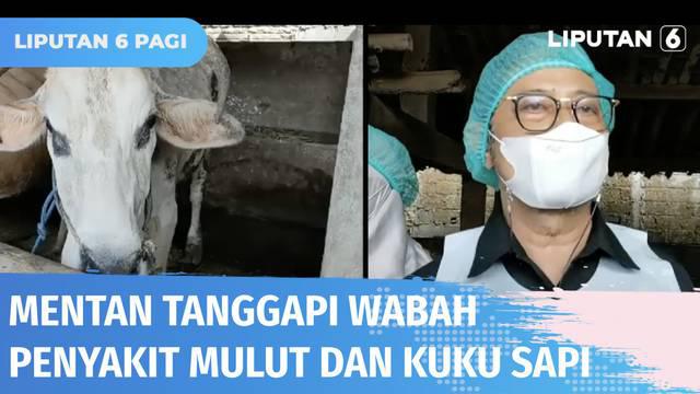 Di tengah kekhawatiran dampak penyakit mulut dan kuku pada penjualan sapi, Menteri Pertanian, Syahrul Yasin Limpo memastikan wabah PMK sapi tak berpengaruh terhadap pasokan sapi saat hari raya kurban.