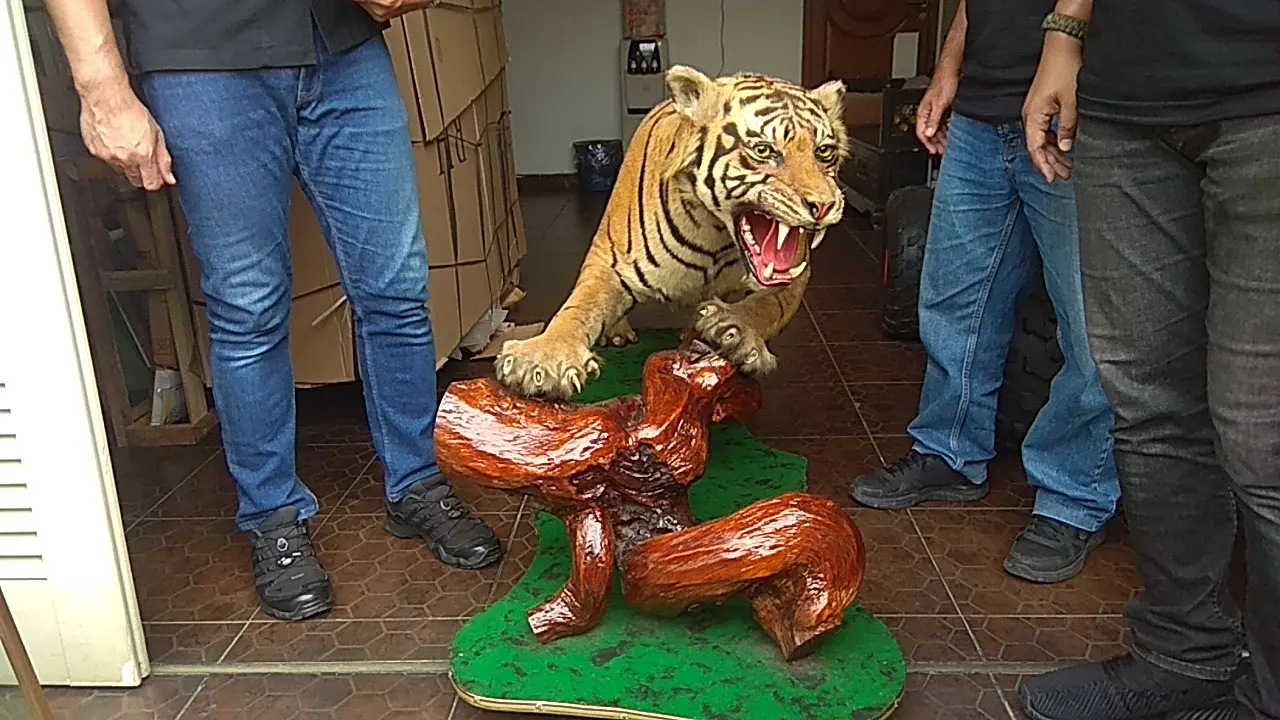 Penemuan hewan yang diawetkan saat penggeledahan di rumah pemilik Lamborghin koboi.
