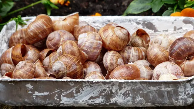 Ilustrasi Escargot