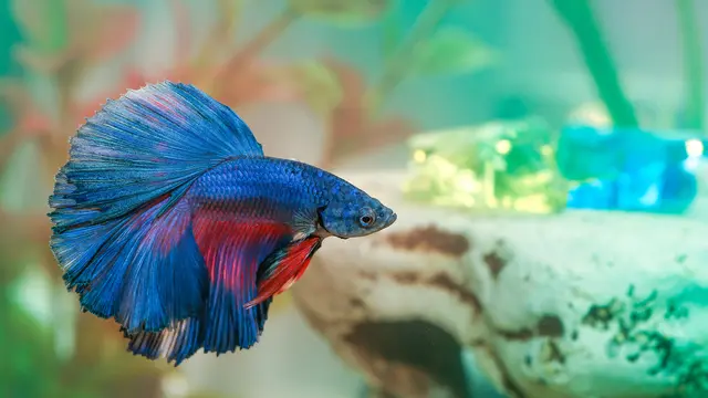 Jenis Ikan Hias Air Tawar Kecil