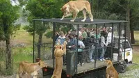 Punya Nyali Besar? Ikut Tur Kandang Singa di Kebun Binatang Ini (sumber. TheDodo.com