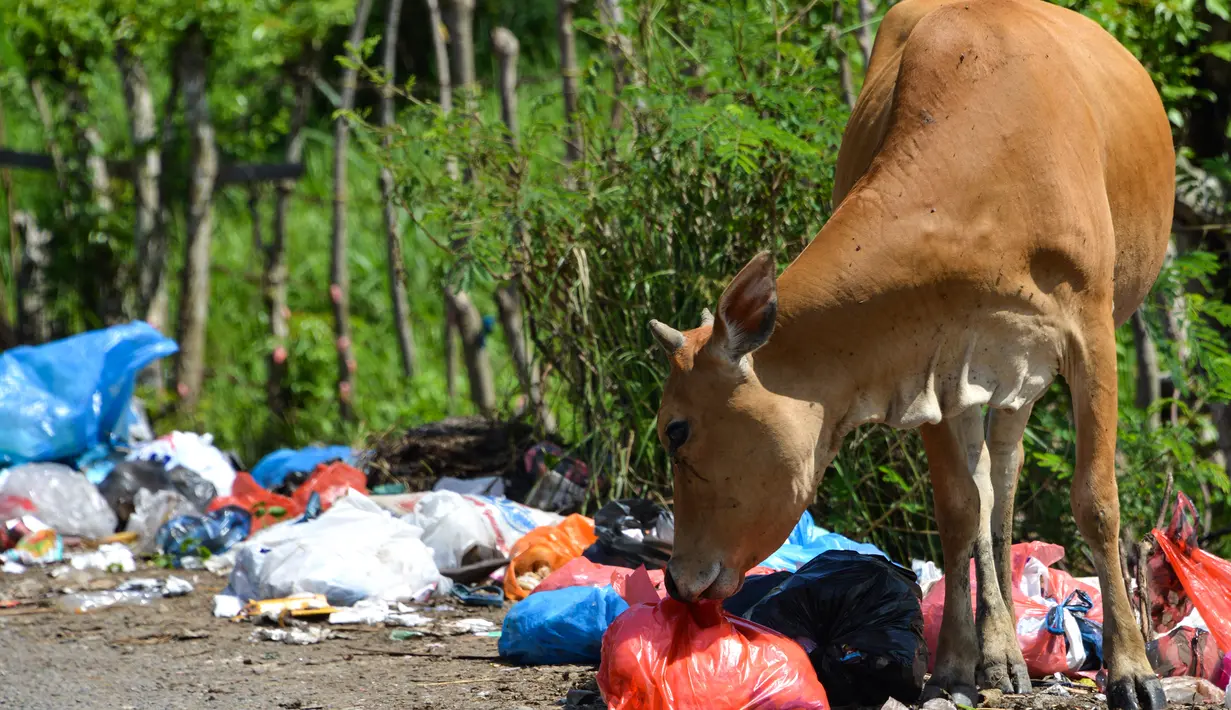 Seekor sapi mengkonsumsi sampah limbah organik rumah tangga dalam kantong plastik  yang berada di pinggir jalan raya di Darul Imarah, Provinsi Aceh, Senin (4/10/2019). Sapi tersebut mencari makan dari tumpukan sampah. (Photo by CHAIDEER MAHYUDDIN / AFP)