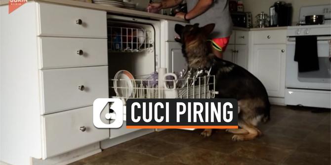 VIDEO: Viral Anjing Gembala Jerman Bantu Majikan Cuci Piring