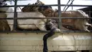Kambing - kambing saat diangkut untuk dijual kesalah satu pasara ternak di Kathmandu, Nepal, Kamis (15/10/2015).  Kambing - kambing ini akan dijual untuk dikorbankan dalam peringatan festival keagamaan ini. (REUTERS/Navesh Chitrakar)