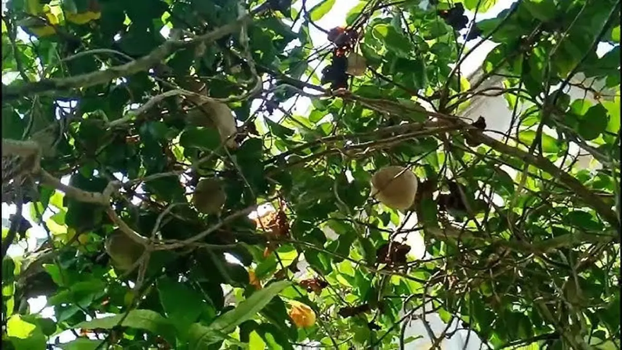 Cara Menanam Kentang Gantung di Rumah