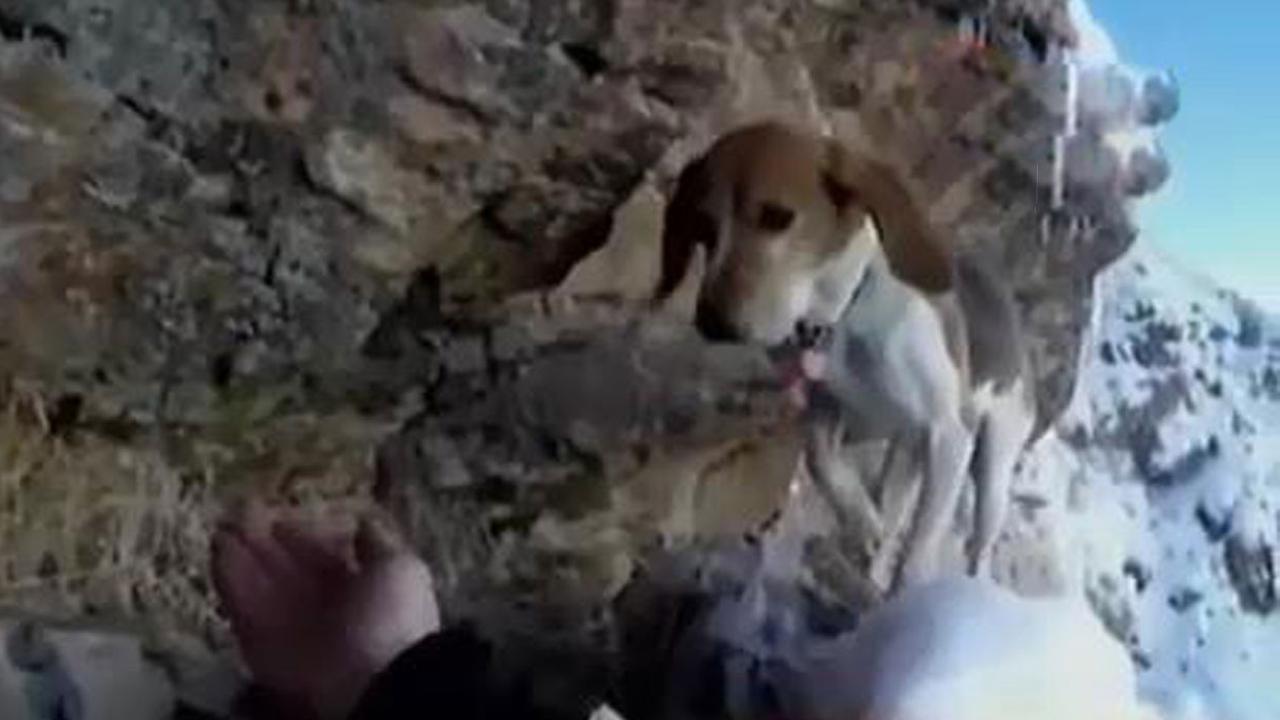  Upaya Penyelamatan Anjing