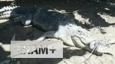 Seekor buaya 6 meter yang kerap menyambangi pemukiman dan memangsa binatang ternak akhirnya berhasil ditangkap.