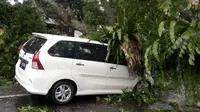 Pohon tumbang timpa mobil di Puncak Bogor