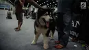 Peserta menyiapkan anjing mereka untuk kontes anjing "CAC International Dog Show 2018" di Ecovention, Ancol, Jakarta, Minggu (4/2). (Liputan6.com/Faizal Fanani)