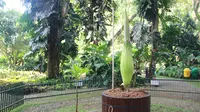 Bunga Bangkai asal Sumatera ini bakal menjadi salah satu daya tarik wisatawan domestik maupun mancanegara. (Liputan6.com/Achmad Sudarno)