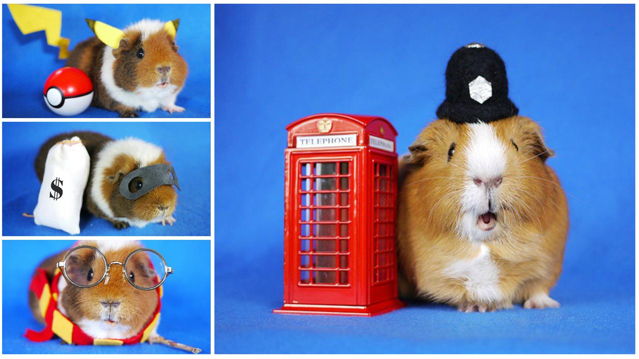 'Model' Marmut yang Gegerkan Instagram