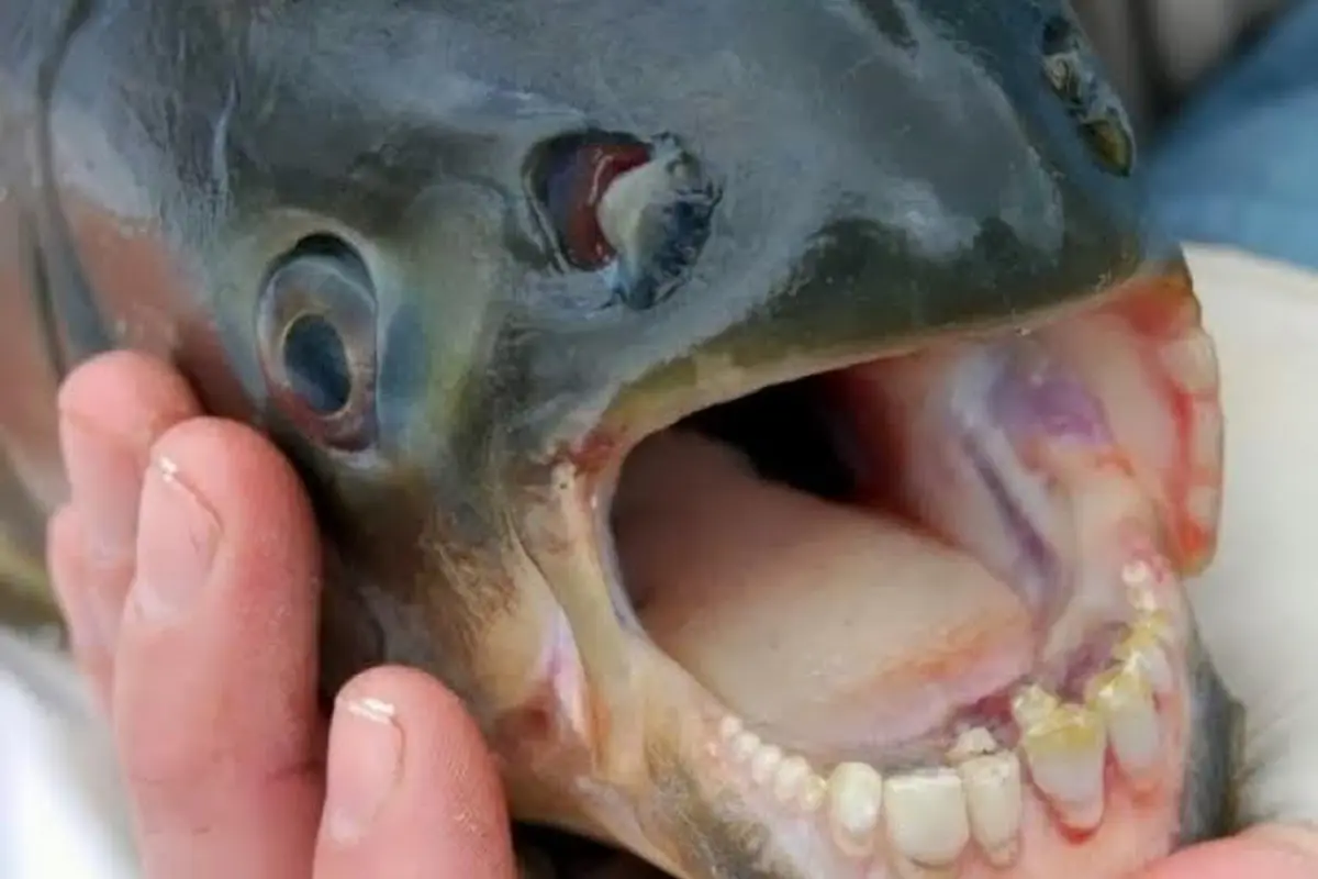 Ikan Ini Punya Gigi Seperti Manusia, Hobi Gigit Buah Zakar!