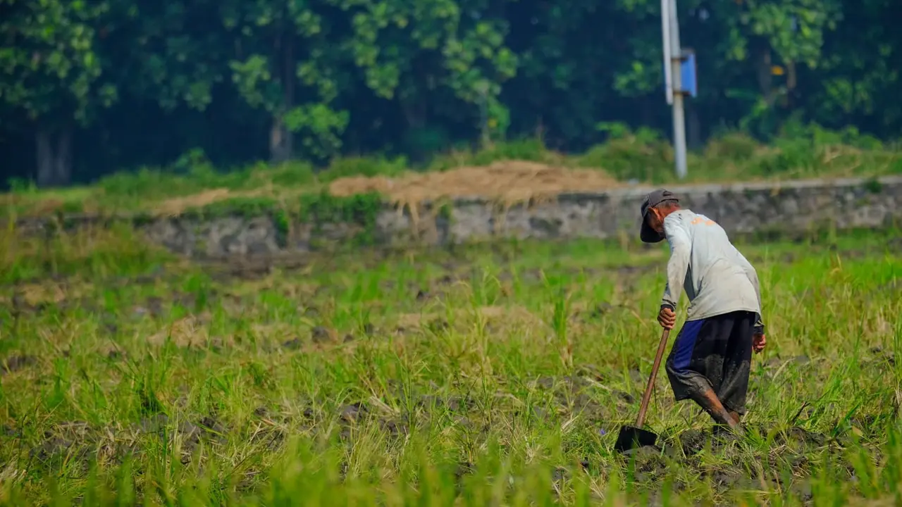 Sawah petani