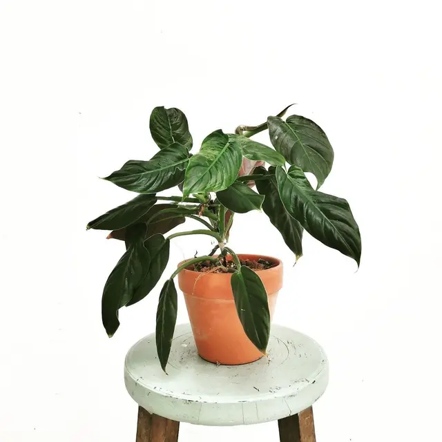 10 Tanaman Cantik yang Mudah untuk Ditanam di Rumah