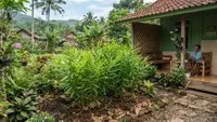 7 Cara Menanam Kapulaga di Pekarangan agar Tumbuh Rimbun dan Rajin Berbuah